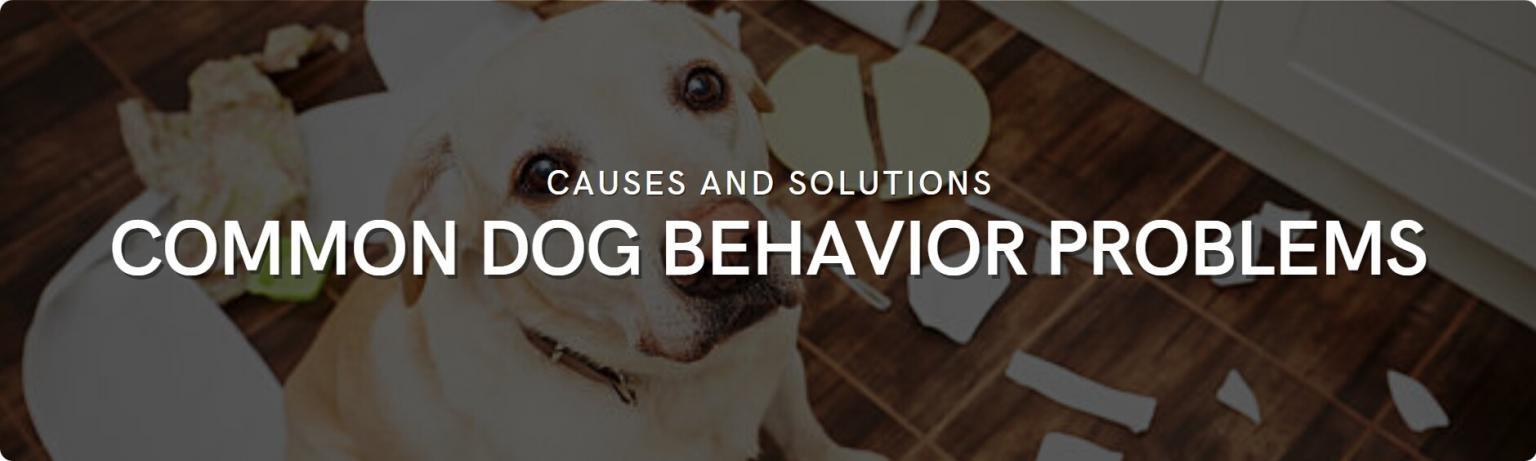 Common Dog Behavior Problems: Tips And Solutions